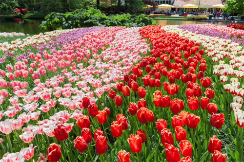 Chiêm ngưỡng vẻ đẹp hoa tulip ở Hà Lan